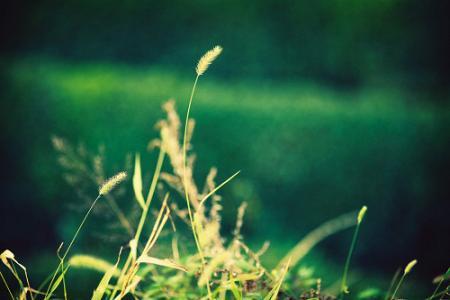 九九九久伊在人线综合小草,探寻网络文化的新奇现象